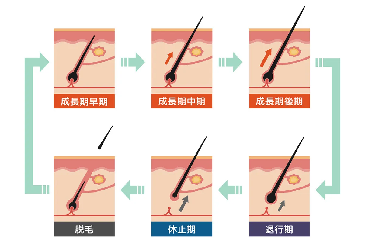 毛の成長期・退行期・休止期のサイクル（毛周期）